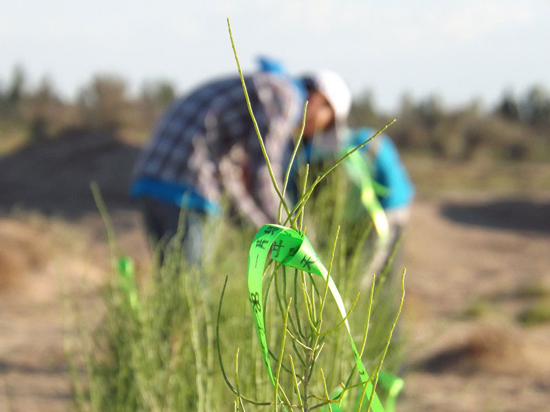 7��14�����磬��ҁ��������֌���ٛ�ߵľG�z��ϵ��������������ͽz����ꖹ����ҫ���W���Gɫ�Ĺ�â��