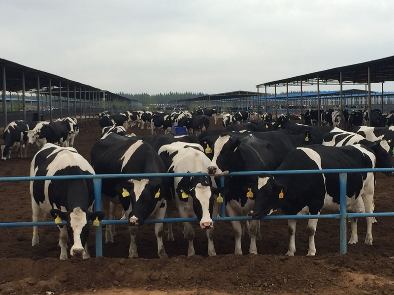 ���w��ɳĮ�ｨ�O(sh��)����ţ��(ch��ng)��