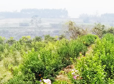 �������ܵ��l(xi��ng)�����ǰ���ӷ��s����������ؚ�F����С����ͨ�^���������(y��u)���Ľ�(j��ng)����������׃��ؚ�F��ò������̽۴��S������ɵ��r(n��ng)��@�����S������롭