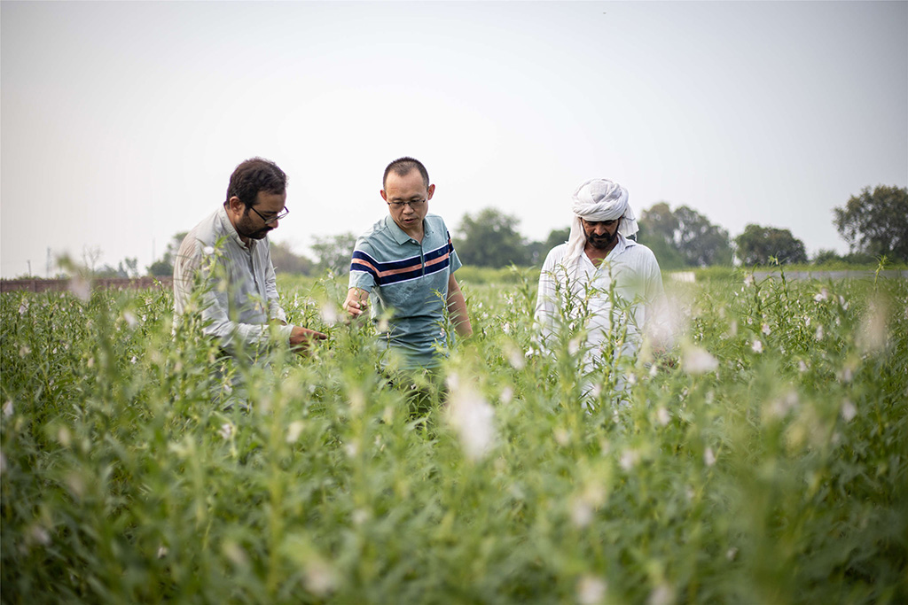 中巴經濟走廊農業(yè)合作中心芝麻種植園（拉合爾）。（人民網記者 薛丹攝）
