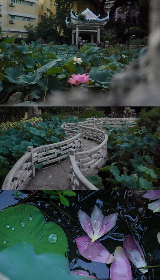 盧廉若公園。人民網(wǎng) 唐佳 攝