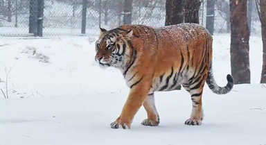 虎虎生威！雪天和東北虎超配的