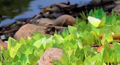 云南孟連迎蝴蝶大爆發(fā)