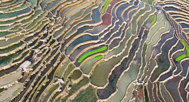 春耕的雲(yún)南梯田宛如大地指紋